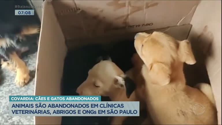 Vídeo: SP: Animais são vítimas de maus-tratos e abandonados em clínicas, abrigos, ONGS e residências