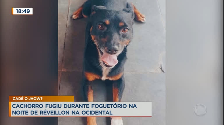 Vídeo: Família procura por cachorro que se perdeu em Cidade Ocidental (GO)