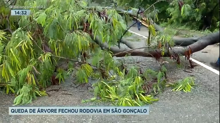 Vídeo: Queda de árvore provoca congestionamento em rodovia em São Gonçalo