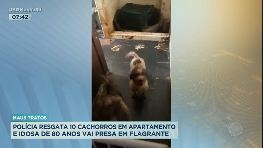 Vídeo: Polícia resgata dez cachorros e prende idosa por maus-tratos em Copacabana