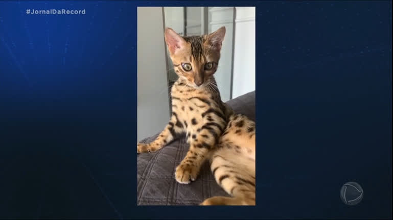 Vídeo: MG: gata doméstica que foi solta na natureza como animal selvagem é encontrada