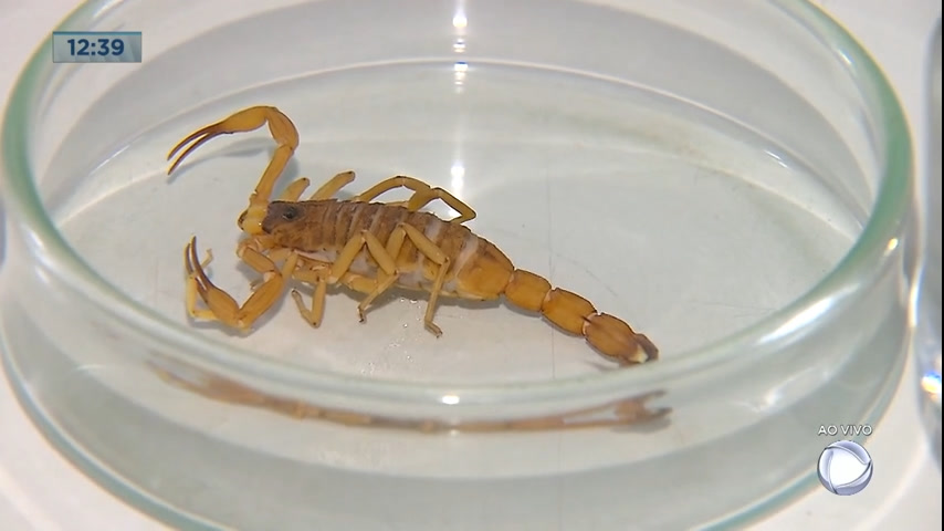 Vídeo: Especialista explica como prevenir acidentes em casa com escorpiões