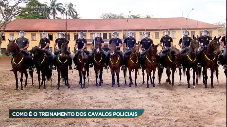 Vídeo: Mari Weickert acompanha o treinamento de cavalos da polícia