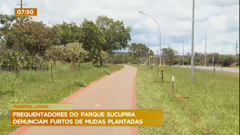 Vídeo: Frequentadores denunciam furto de mudas plantadas no Parque Sucupira, em Planatina (DF)