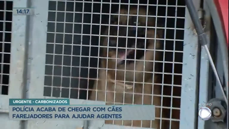 Vídeo: Cães farejadores do Corpo de Bombeiro auxilia a polícia nas Buscas pela família de Elizamar