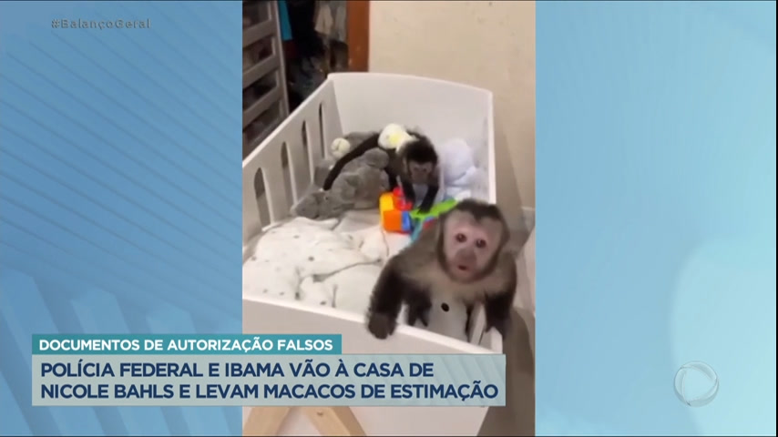 Vídeo: PF e Ibama recolhem dois macacos de estimação de Nicole Bahls