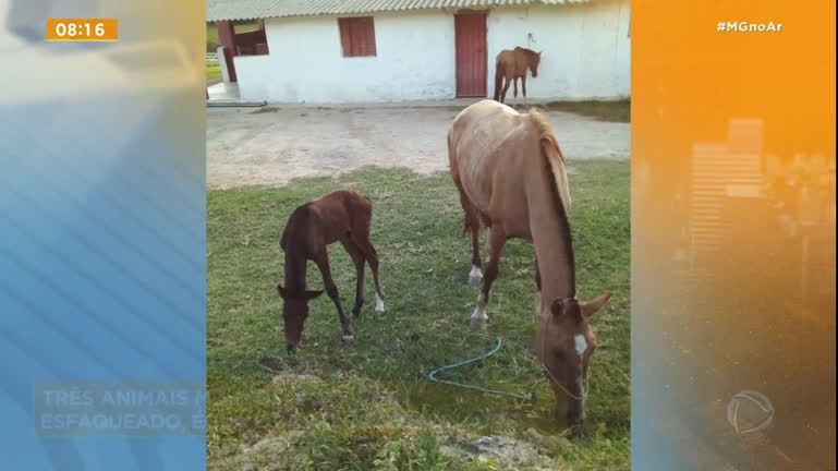 Vídeo: Três cavalos são encontrados mortos em Ribeirão das Neves, na Grande BH