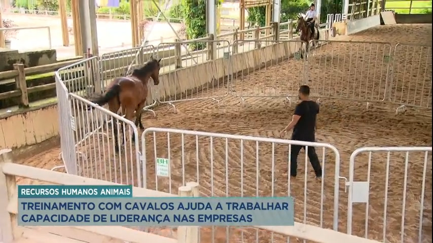 Vídeo: Empresas usam treinamento com cavalos para avaliar capacidade de liderança
