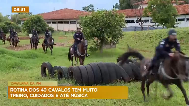 Vídeo: Conheça a rotina dos cavalos do Regimento da Polícia Montada