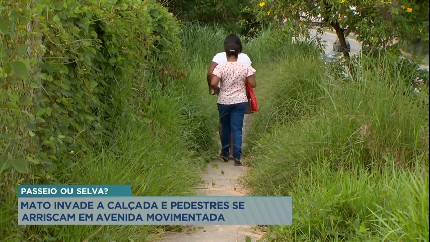 Vídeo: Matagal toma calçada em Santa Luzia (MG) e complica a vida de moradores