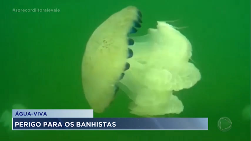 Vídeo: Perigos no mar nesta época do ano