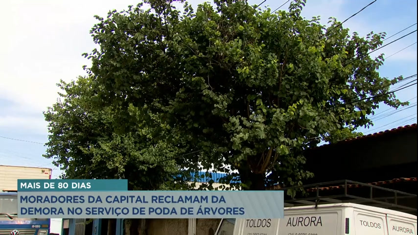Vídeo: Árvores causam preocupação para moradores de BH, que pedem agilidade nas ações da Prefeitura