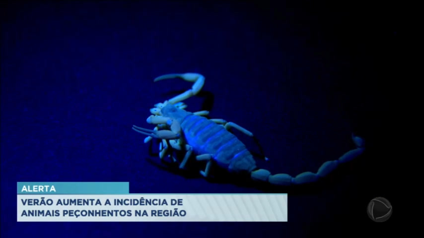 Vídeo: Cresce a incidência de animais peçonhentos na região
