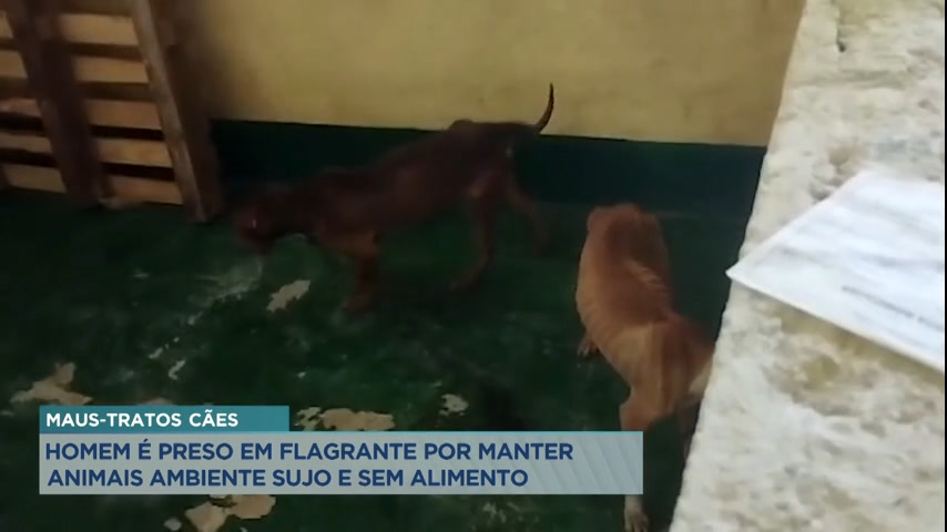 Vídeo: Polícia prende homem suspeito de maus-tratos contra cães em MG