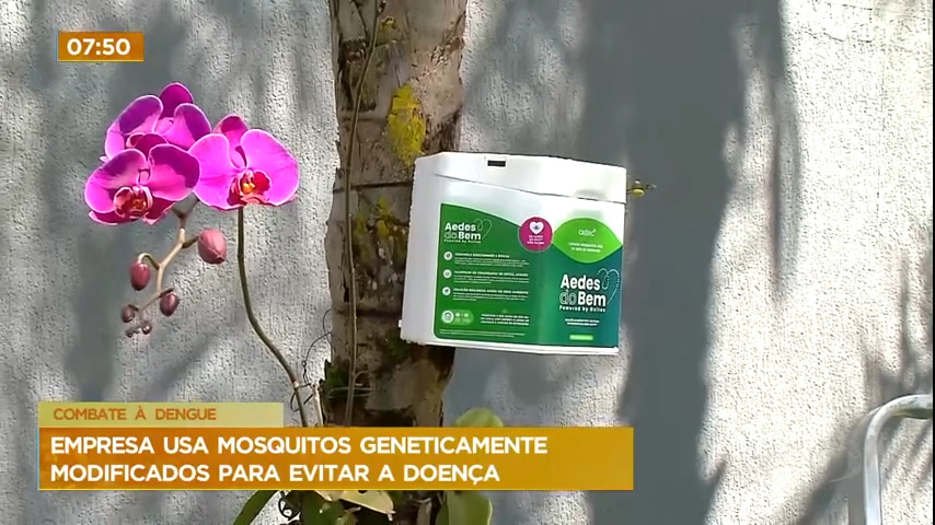 Vídeo: Empresa usa mosquitos geneticamente modificados para combater à dengue