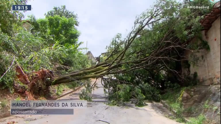 Vídeo: Moradores ficam sem energia após queda de árvore por causa da chuva em BH