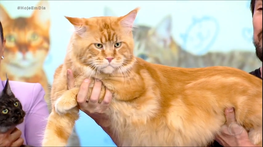 Dia Mundial do Gato: vídeo revela mitos sobre os bichanos