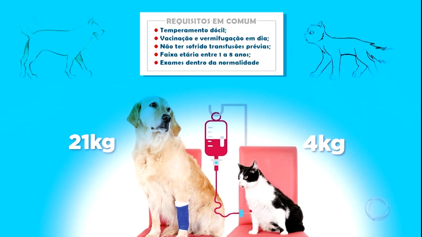 Vídeo: Você sabia que os cães e gatos podem doar sangue?