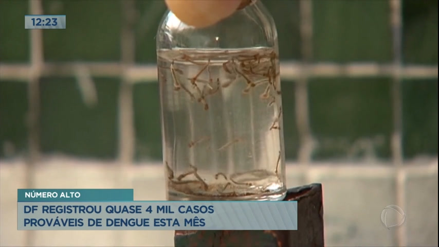 Vídeo: Distrito Federal registra 3.988 casos prováveis de dengue este ano
