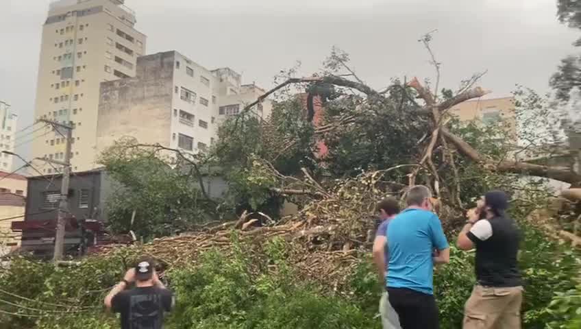 Vídeo: Árvore de grande porte cai sobre carro em Pinheiros (SP)