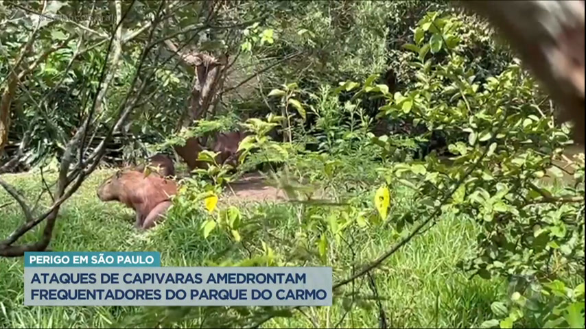 Capivara é vista em rua do Pulicano em Franca; animal teria voltado para  mata sozinho