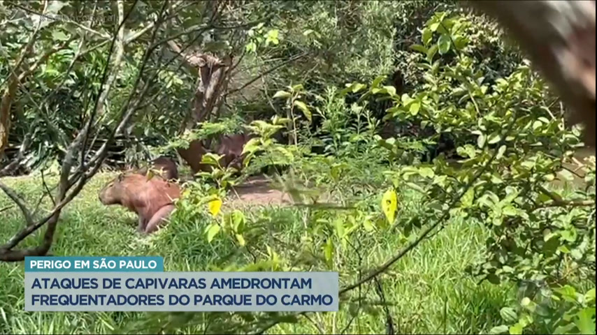 Capivaras passeando pelo Parque do Carmo, zona leste de São Paulo