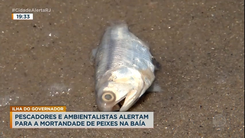 Vídeo: Ambientalistas alertam para mortandade de peixes na baía de Guanabara, no Rio