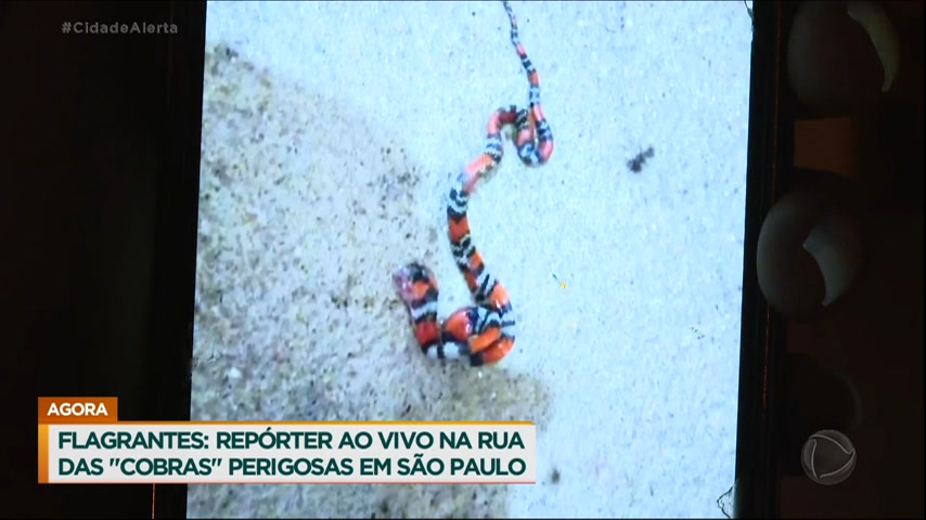 Vídeo: Repórter do Cidade Alerta descobre rua com cobras venenosas durante cobertura