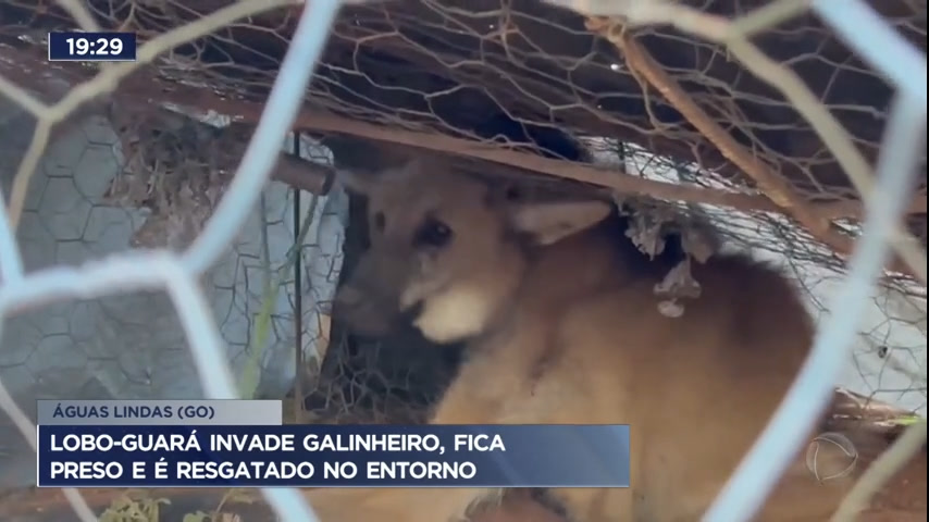 Vídeo: Lobo-guará é resgatado após invadir galinheiro no Entorno do DF