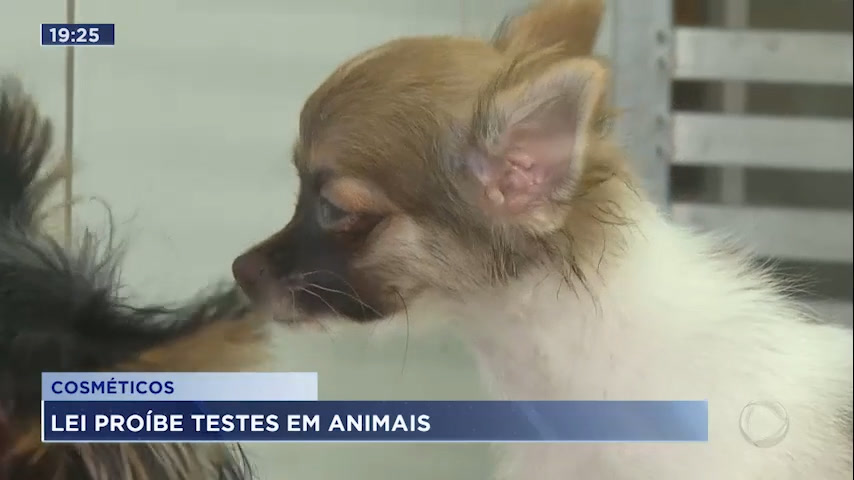 Vídeo: Testes de cosméticos e produtos de higiene em animais são proibidos