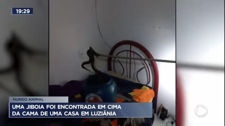Vídeo: Jiboia é resgatada em cima de cama em casa de Luziânia