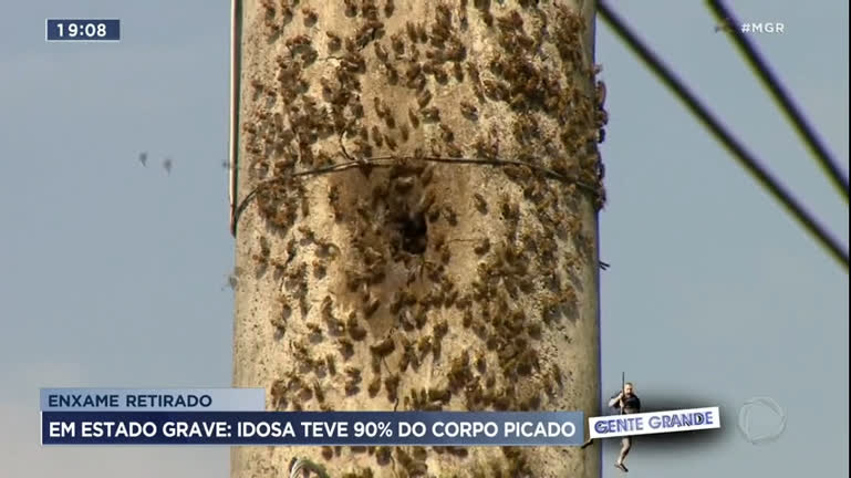 Vídeo: Idosa teve 90% do corpo picado após ser atacada por enxame de abelha