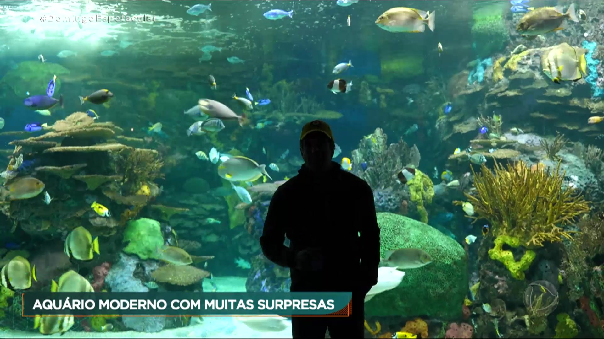 Vídeo: 50 por 1 : Alvaro Garnero fica de frente com as espécies mais fascinantes do oceano