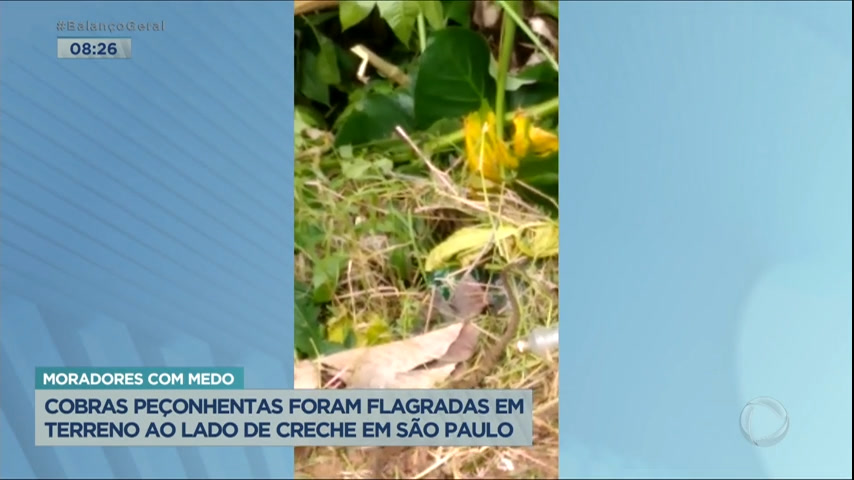 Vídeo: Moradores da Grande SP reclamam de cobras que aparecem em terreno abandonado