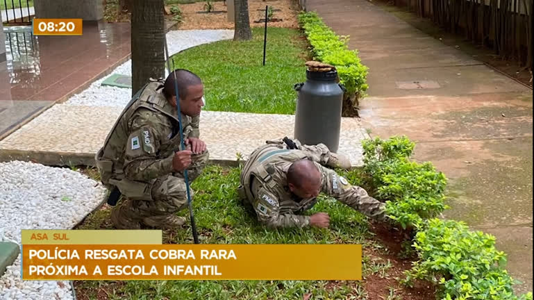 Vídeo: Cobra exótica é encontrada em calçada na Asa Sul (DF)