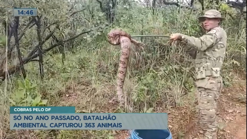 Vídeo: Aumenta apreensões de animais exóticos no Distrito Federal