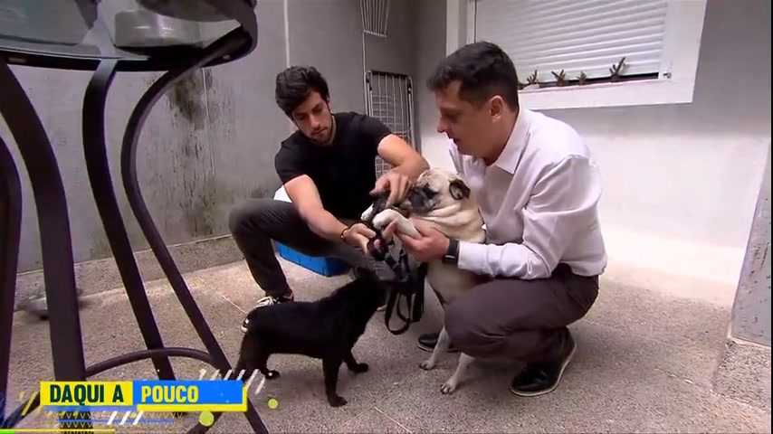 Vídeo: No Hoje em Dia , Julinho Casares ajuda tutor com cães que sempre brigam na hora de comer