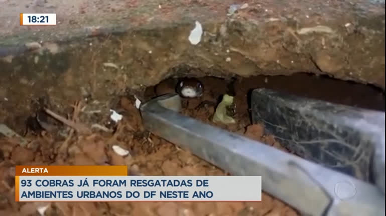 Vídeo: Polícia Ambiental captura cobra de origem dos Estados Unidos perto de escola no DF