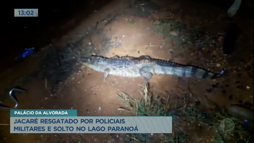 Vídeo: Polícia Ambiental resgata jacaré próximo ao Palácio da Alvorada
