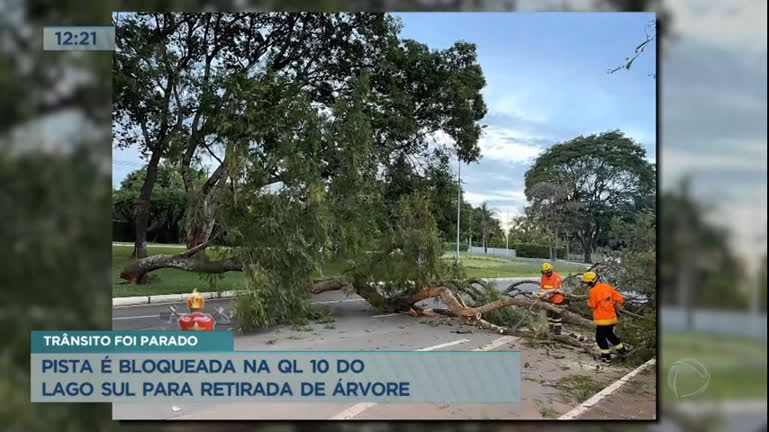 Vídeo: Árvore cai e interdita pista no Lago Sul, em Brasília
