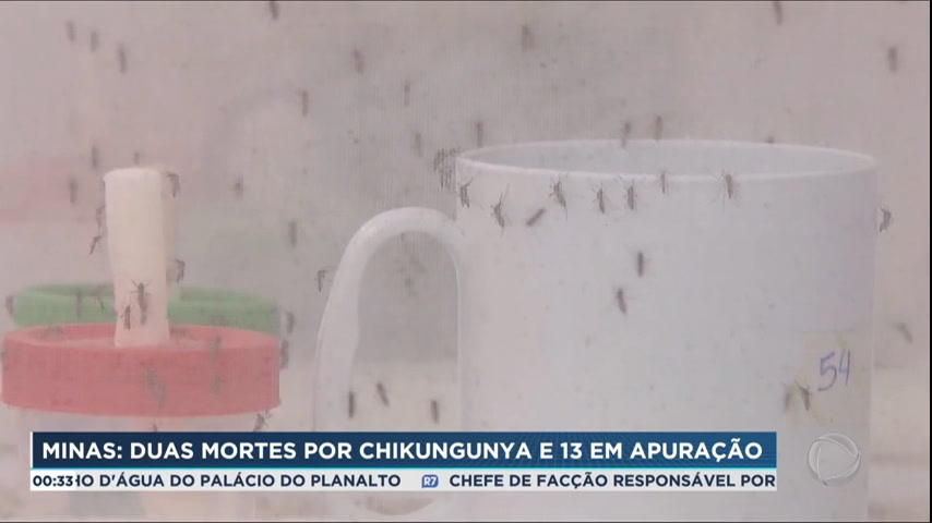 Vídeo: Minas Gerais registra duas mortes por chikungunya e tem 13 em apuração