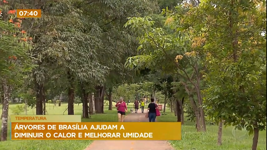 Vídeo: Árvores de Brasília ajudam a reduzir o calor e melhorar umidade