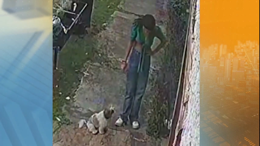 Vídeo: Cadela foge de casa de repouso em BH e moradores pedem ajuda para encontrá-la