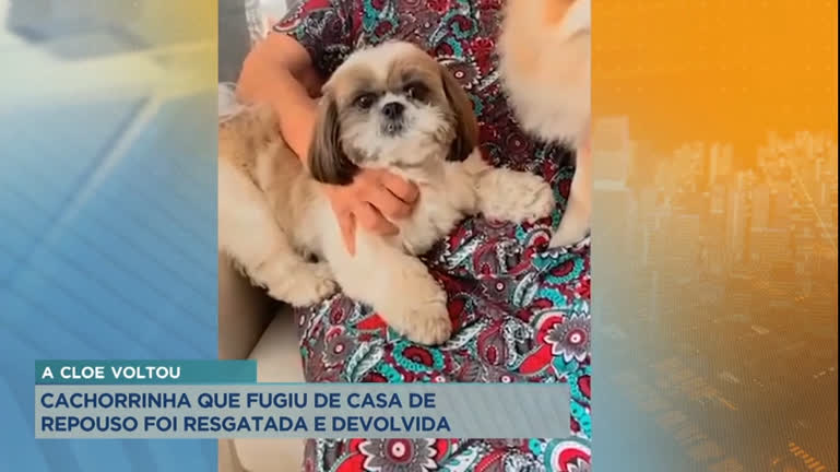 Vídeo: Cadela que fugiu de casa de repouso em BH é encontrada