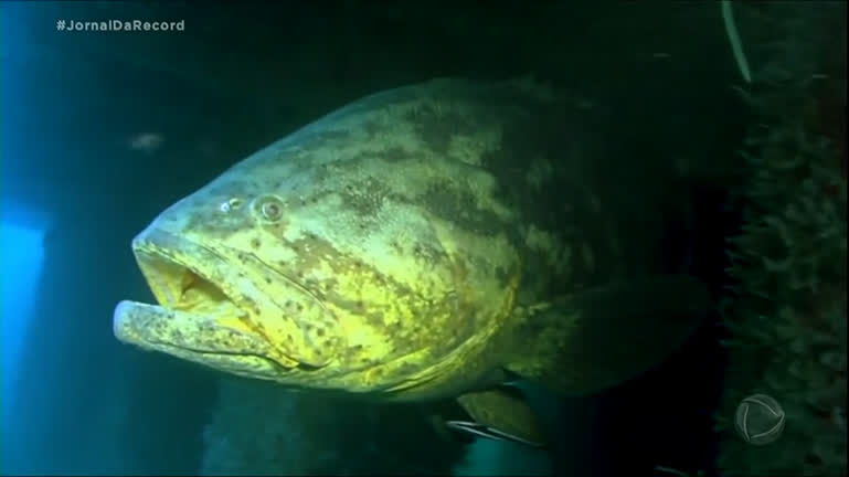 Vídeo: Projeto de preservação monitora espécie de peixe gigante que vive no litoral brasileiro