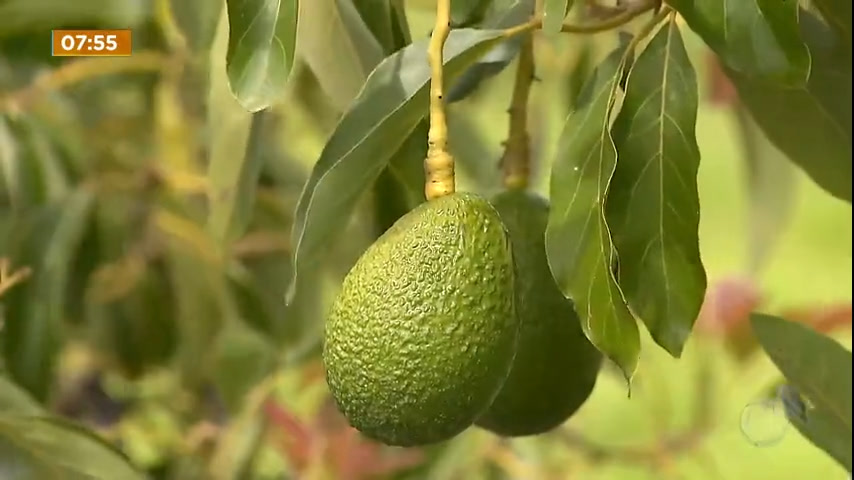 Vídeo: Produção de Abacate cresce no DF e a fruta está entre a mais produzidas na capital