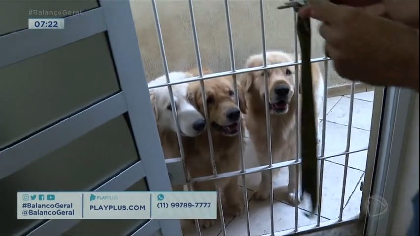 Vídeo: Biólogo acusa vizinho de tentar envenenar seus cães