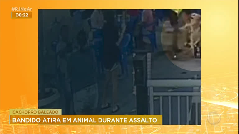 Vídeo: Cachorro é baleado durante assalto na zona norte do Rio