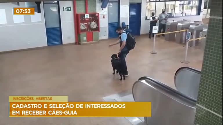 Vídeo: Abertas inscrições para interessados em receber cães-guia