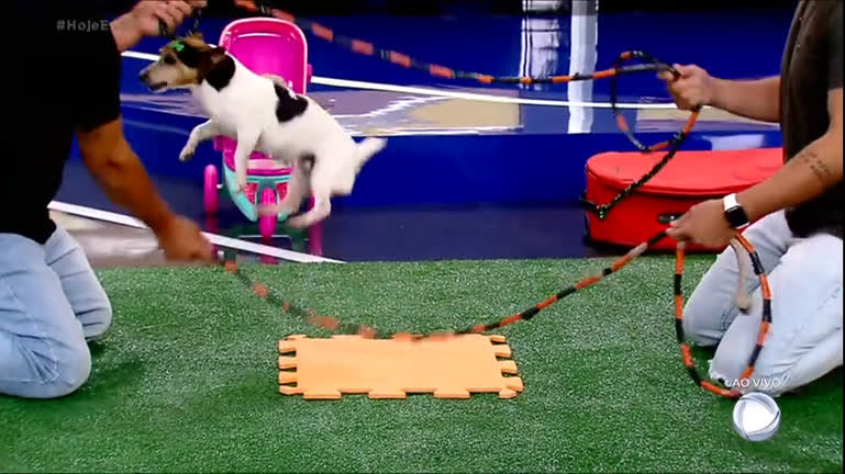 Vídeo: Cães mais inteligentes do Brasil dão show de habilidade no Hoje em Dia